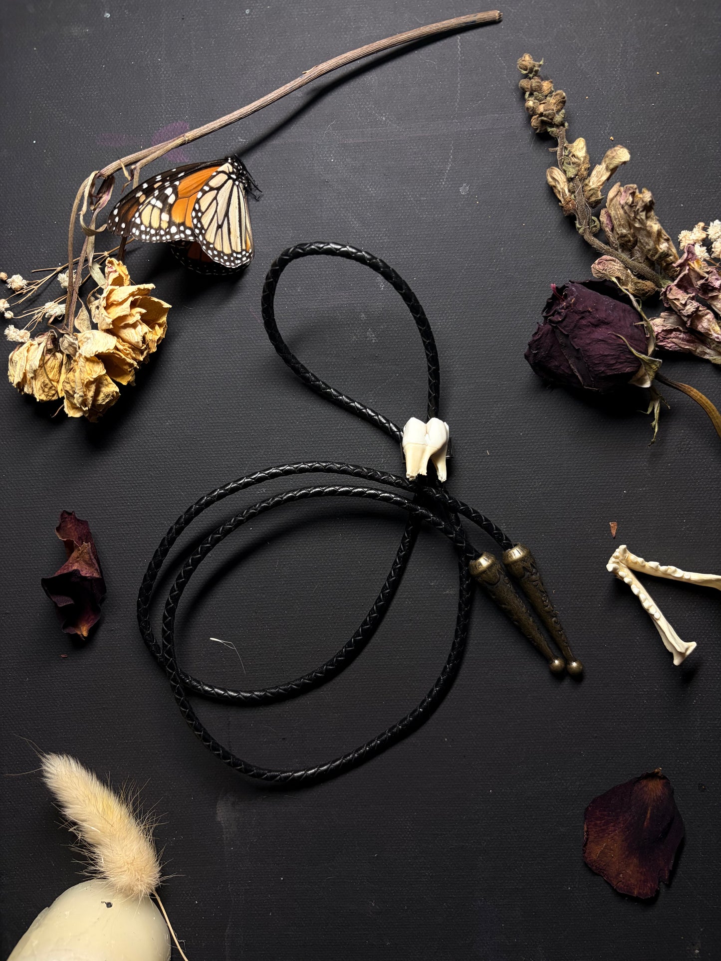 Real Deer Tooth bolo tie necklace ethereal