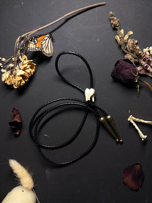 Real Deer Tooth bolo tie necklace ethereal