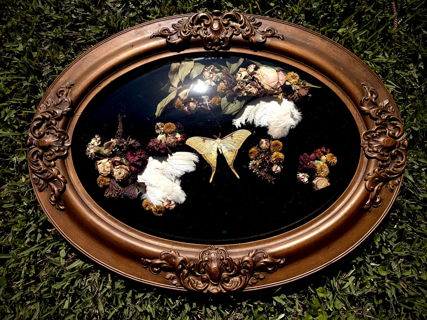 The Golden Moon Moth Wallhanger