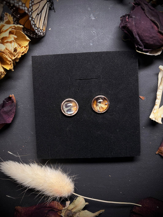 Real Butterfly Wing stud earrings ethereal