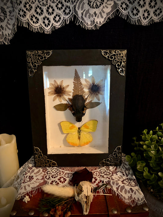 Stillness Beneath the Firn Shadowbox