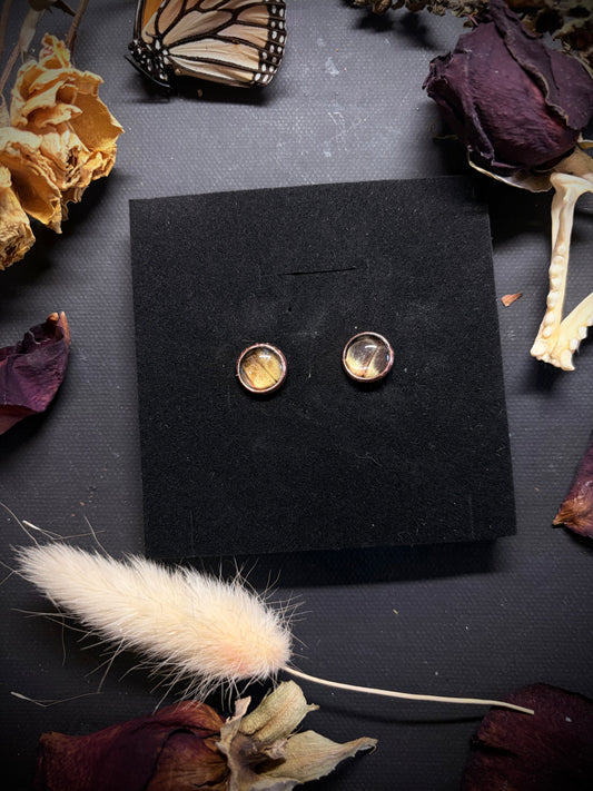 Real Moth Wing stud earrings ethereal