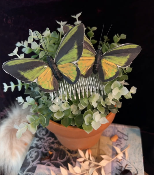 Ludwig Birdwing Butterfly Hair Pin